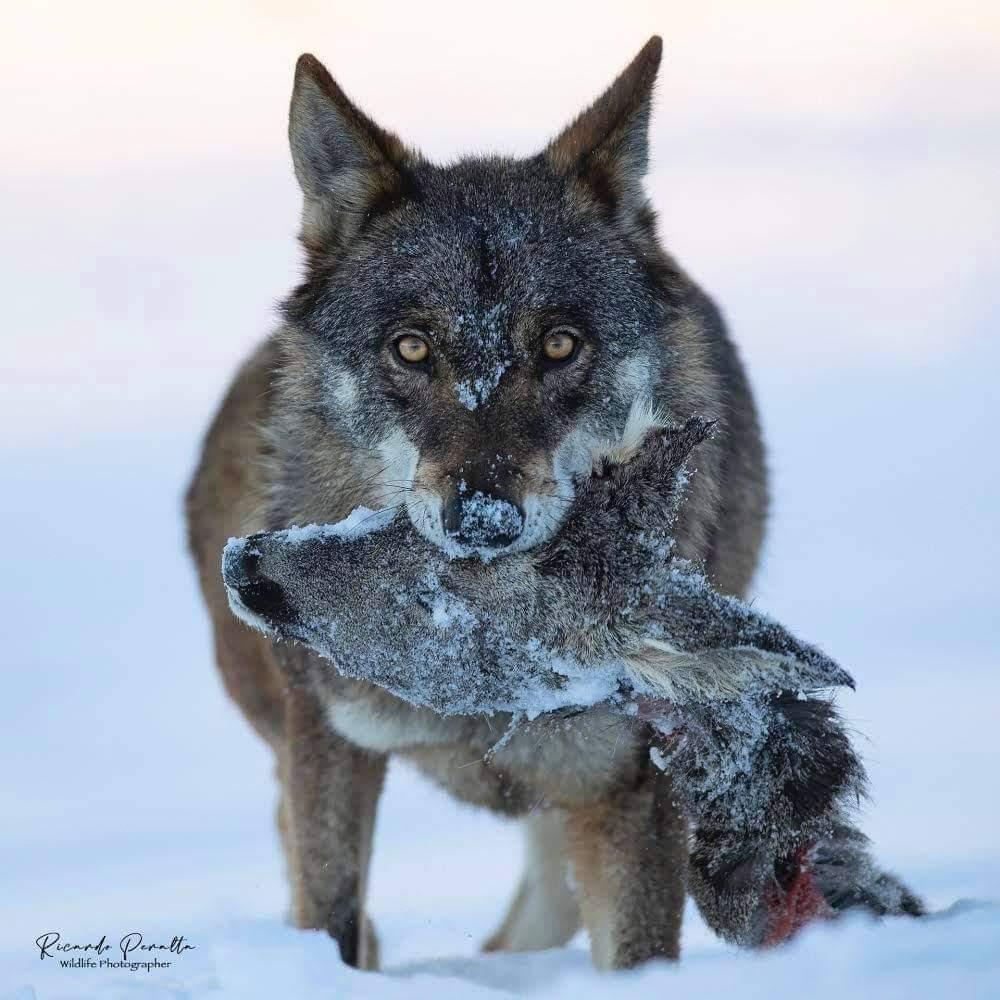 Groupe Loup Suisse