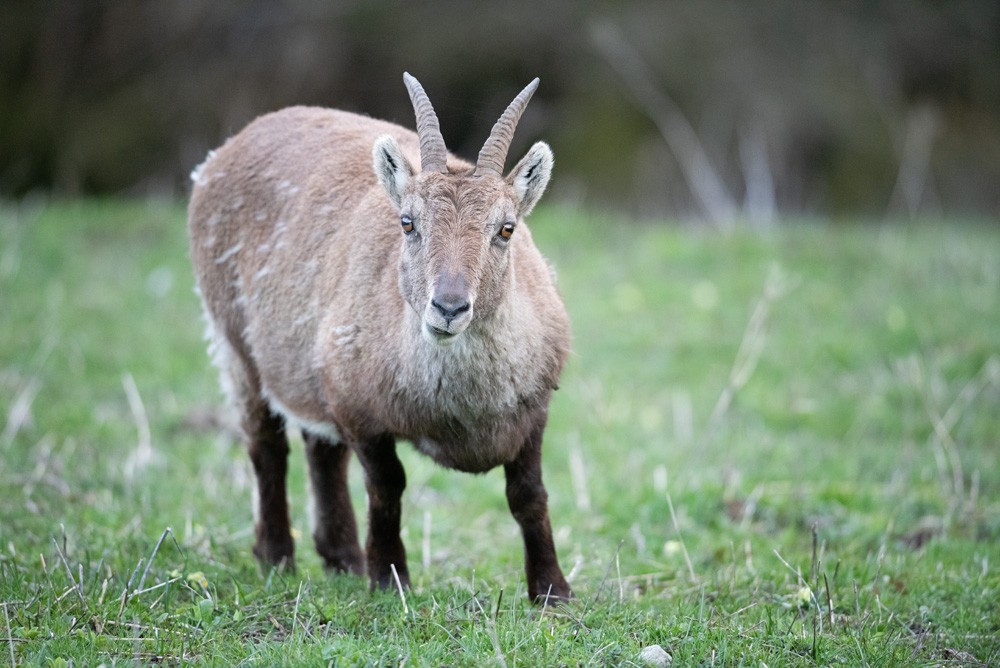 Female Ibex