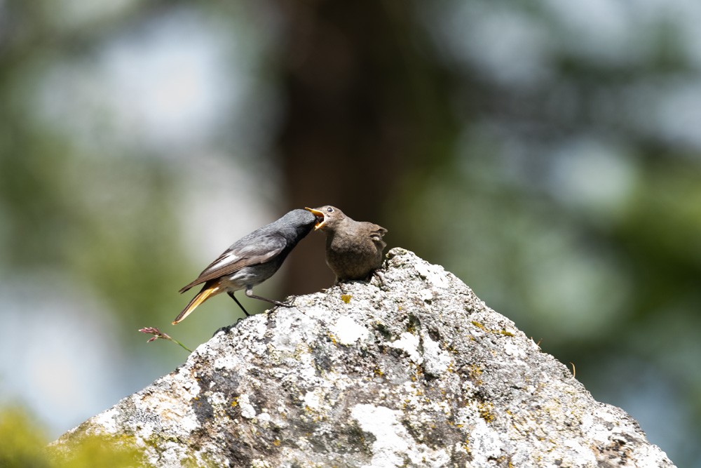 Phoenicurus ochruros (feeding)