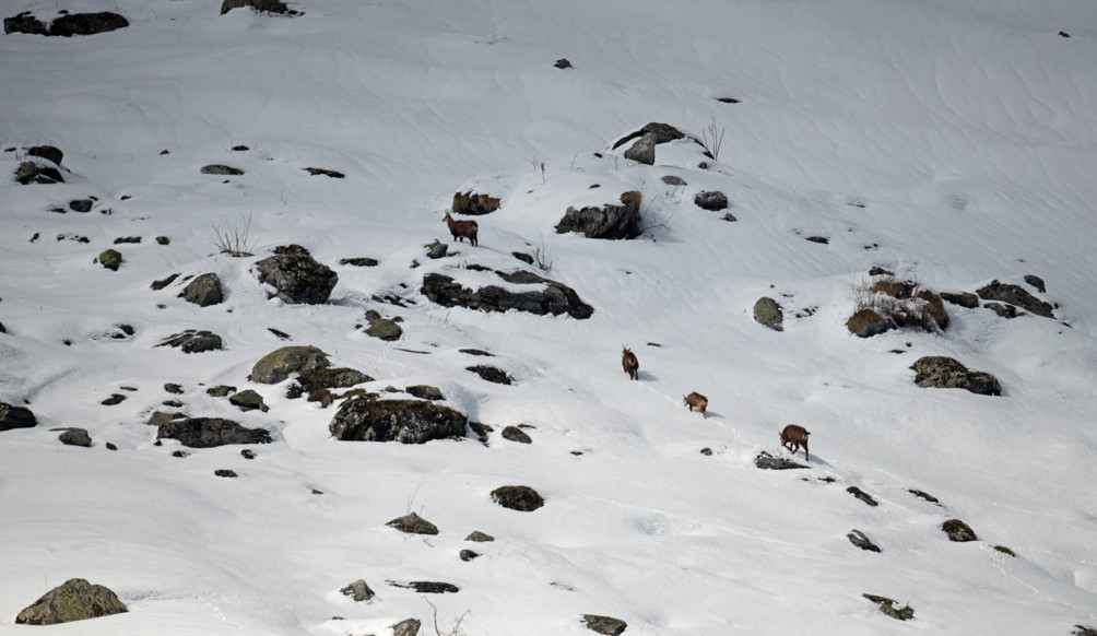 Chamois