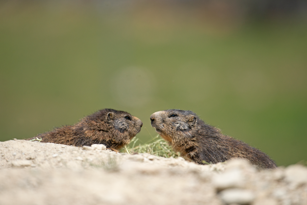 Marmot