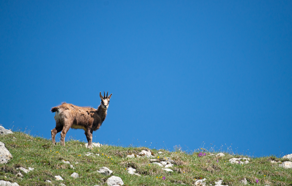 Chamois
