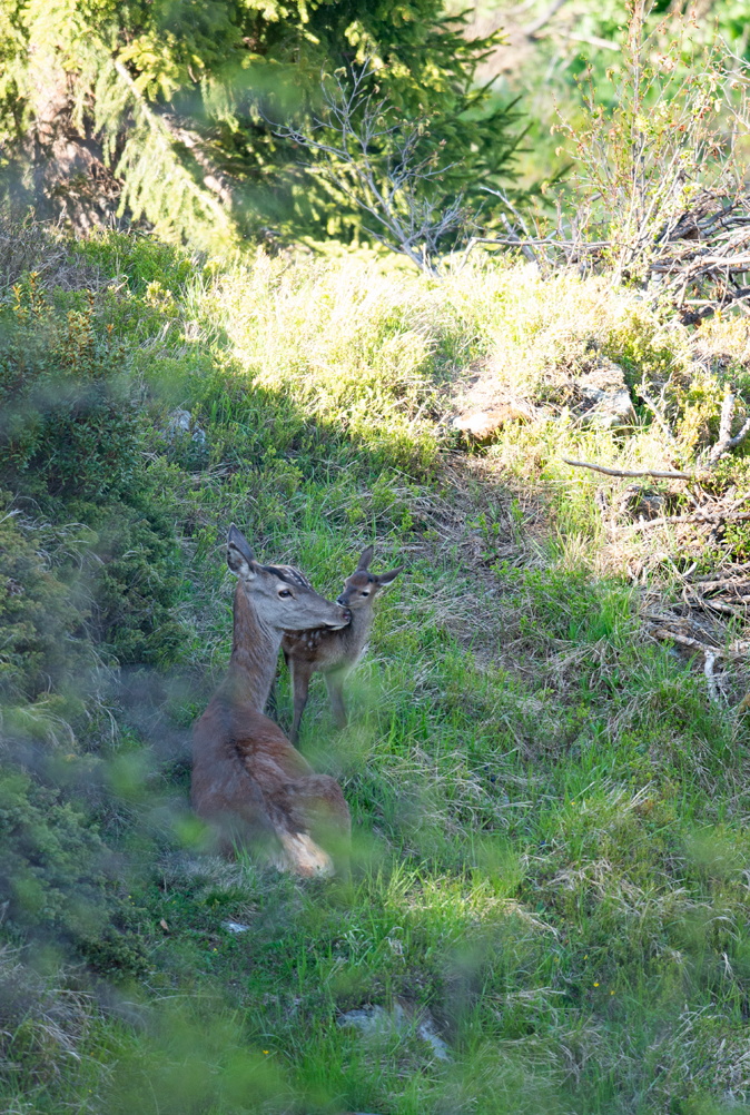 Doe & fawn (deer)