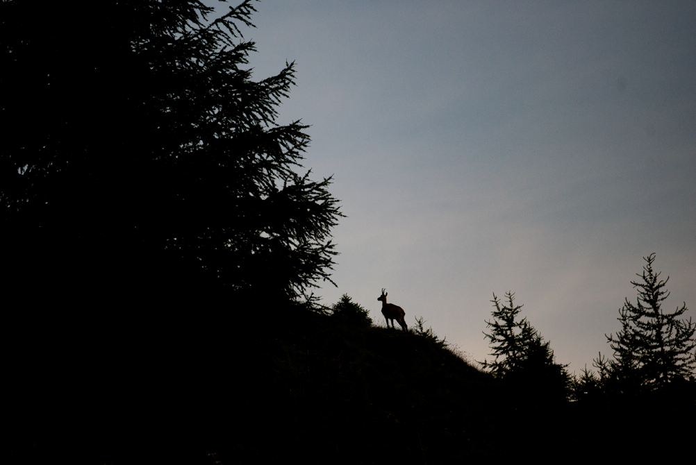 Chamois