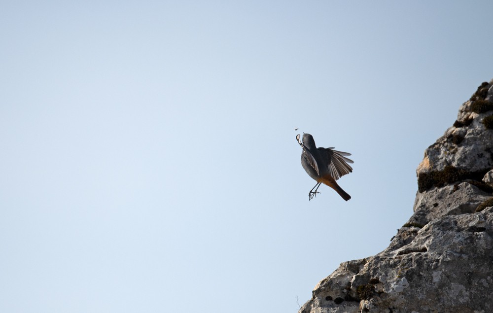 Red-tail bird