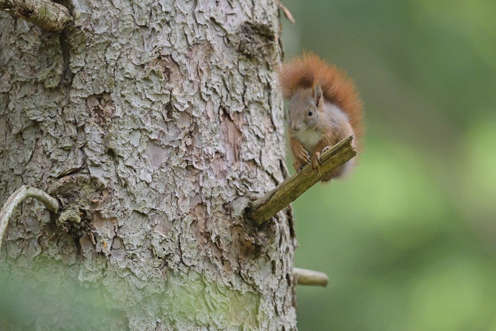 Squirrel