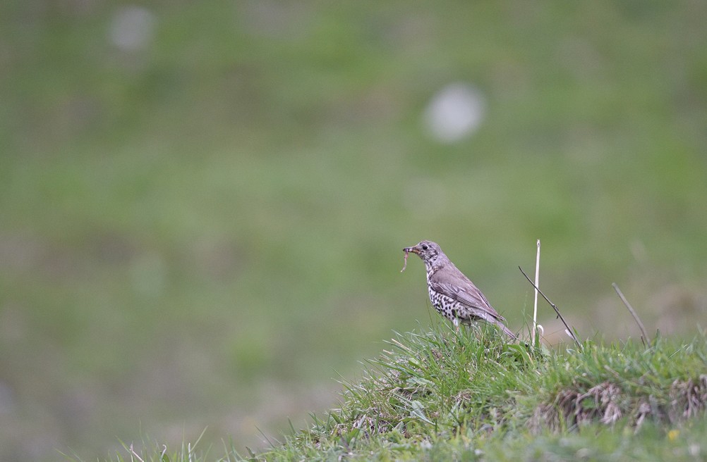 Thrush