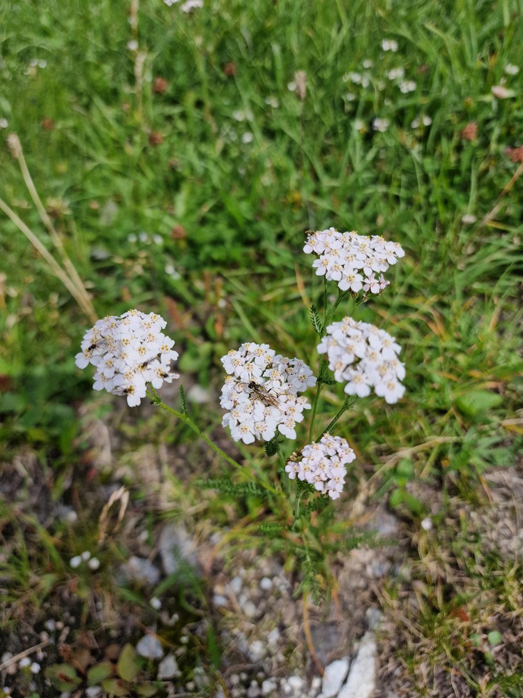 Achillée millefeuille