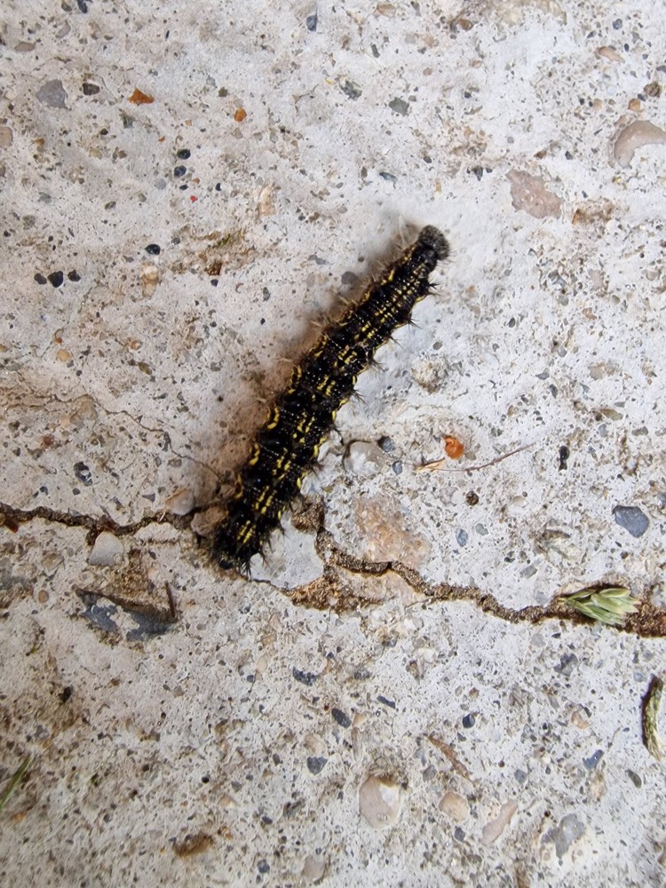 Aglais urticae (chenille)