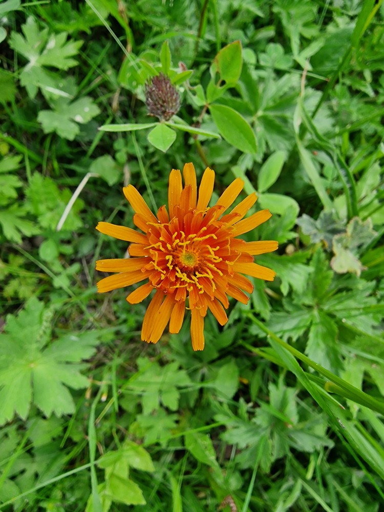 Agoseris aurantiaca