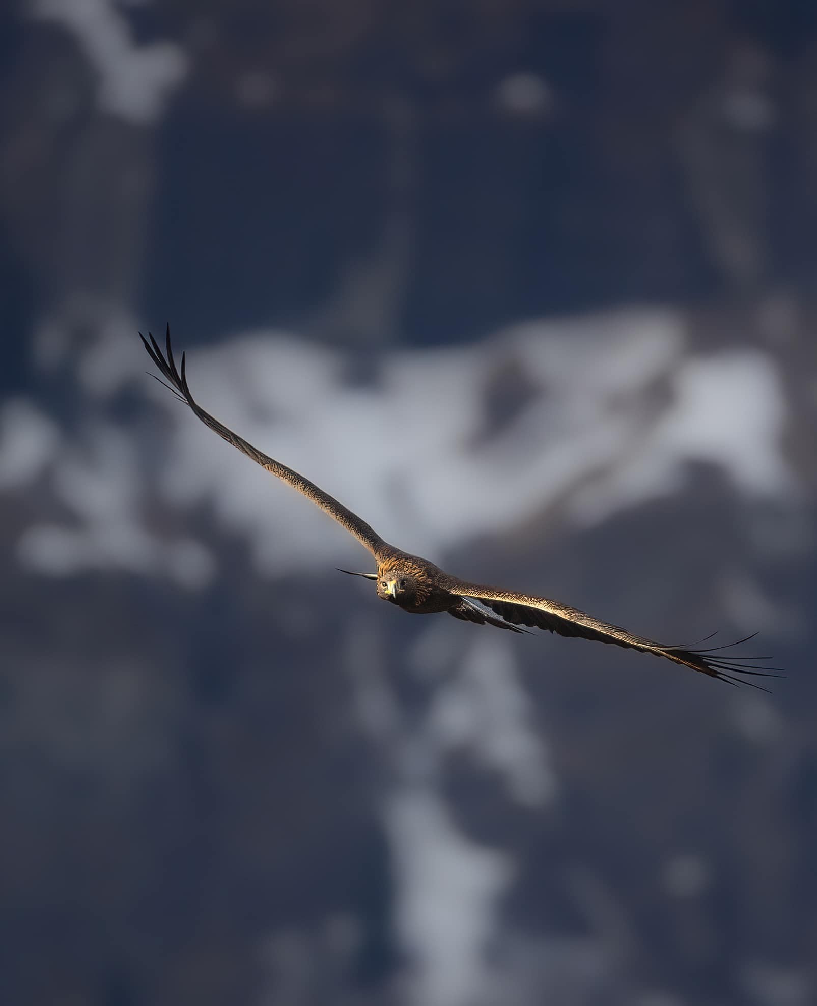 Aigle royal