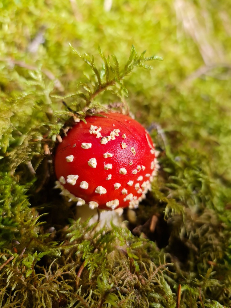 Amanita