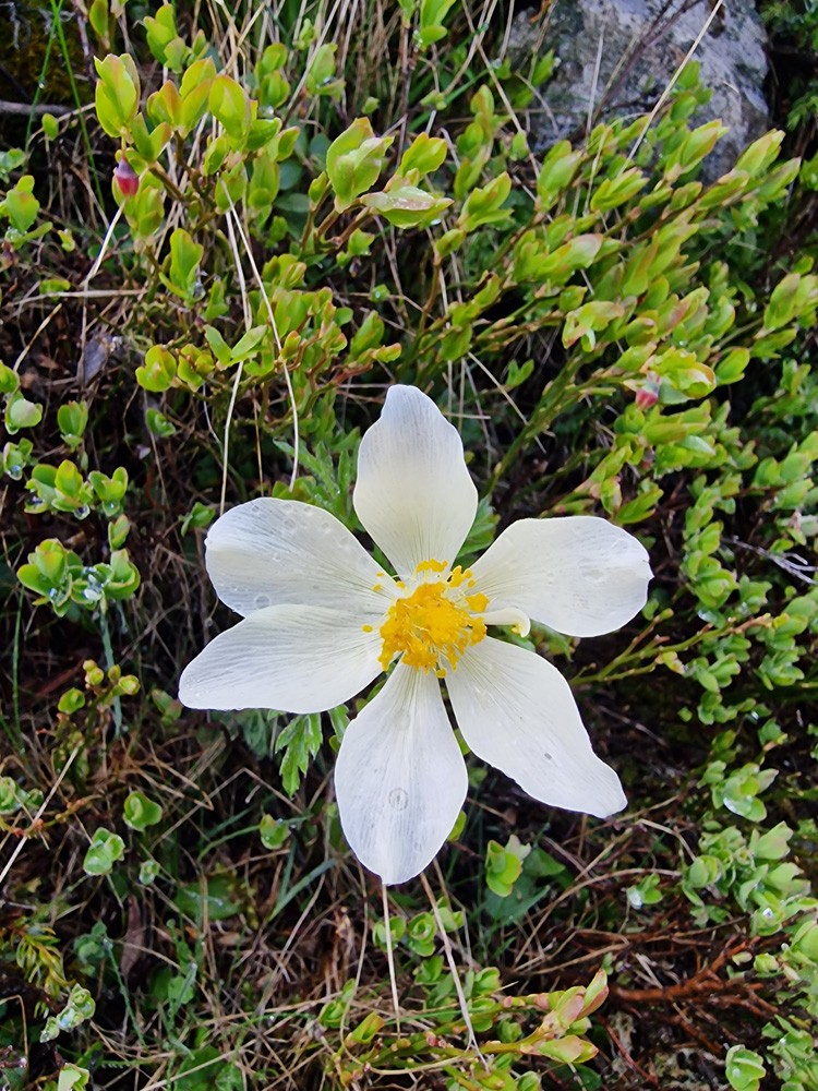 Anemone pulsatille