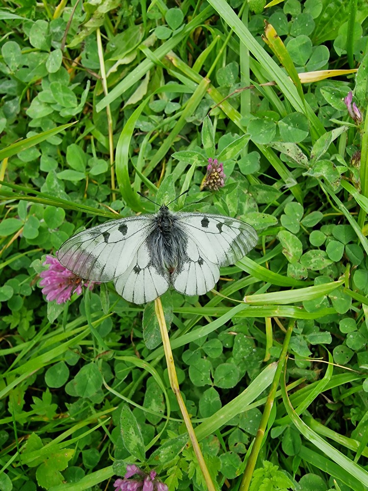 Anthocharis cardamines