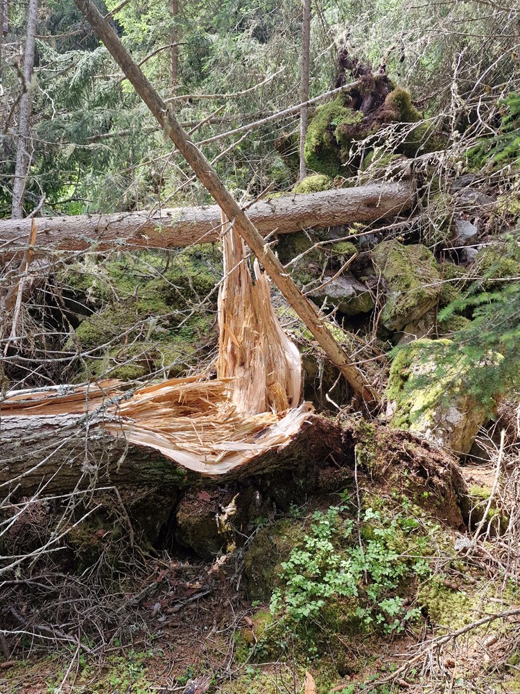 Arbre brisé suite orage