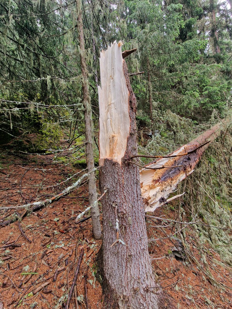 Arbre brisé suite orage