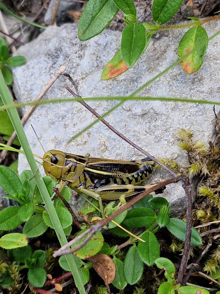 Arcyptera fusca