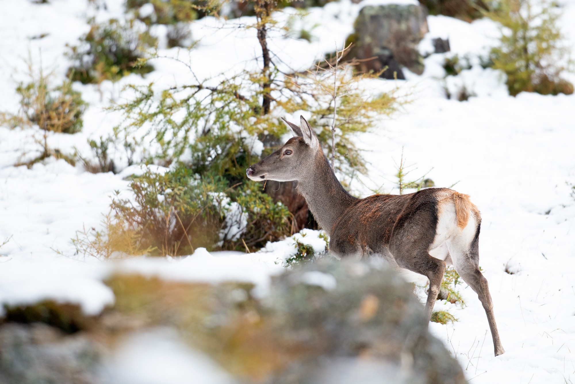 Biche
