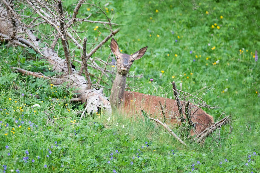 Doe