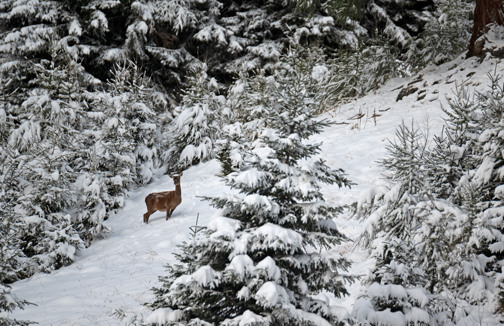 Biche