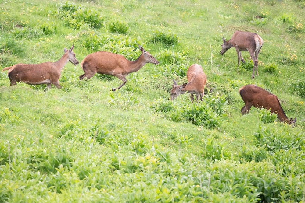 Hinds