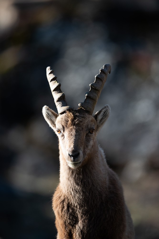Ibex