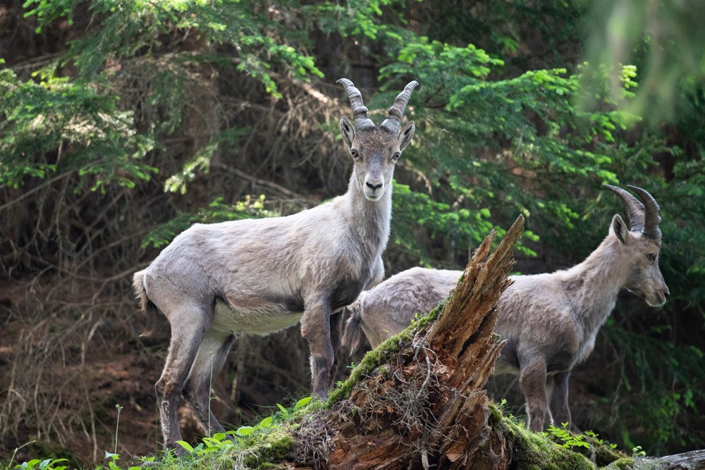 Ibex