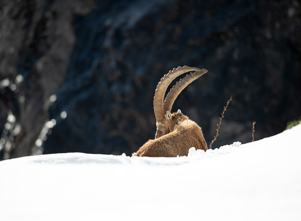 Ibex