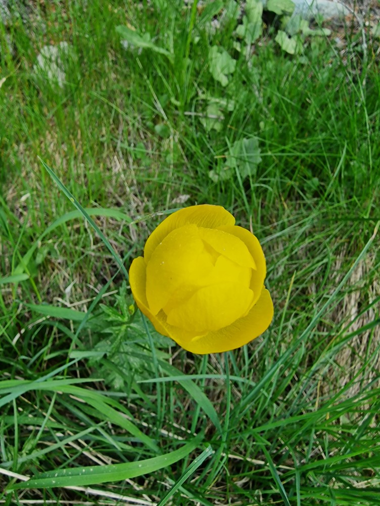 Ranunculus