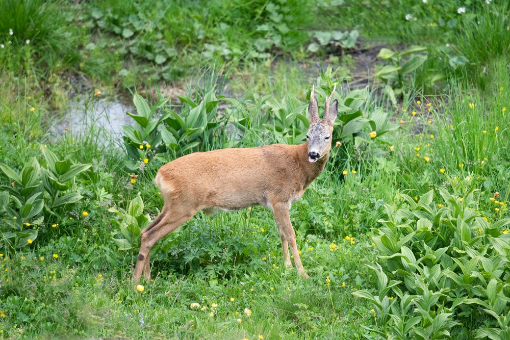 Roe Deer