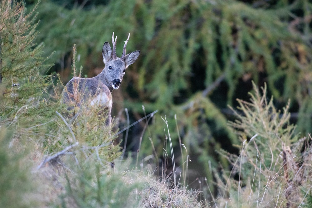 Roe deer
