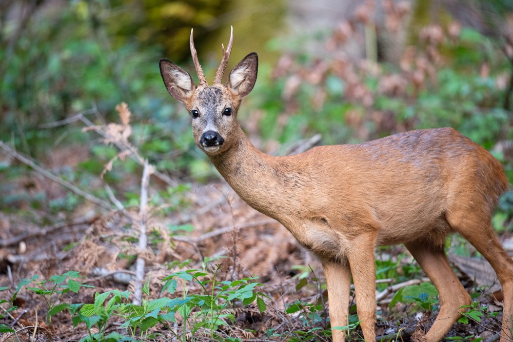 Roe deer