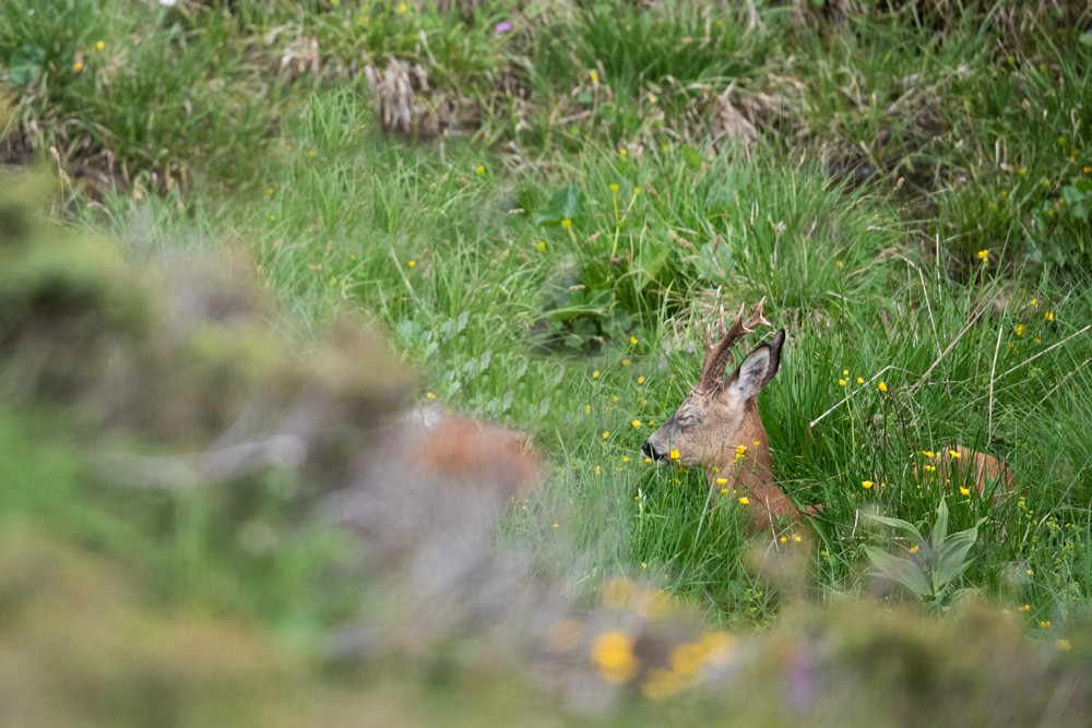 Roe deer napping