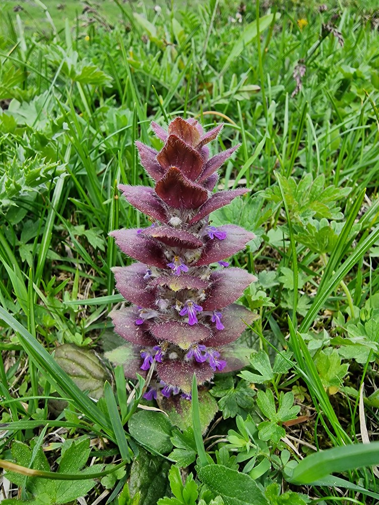 Bugle pyramidal