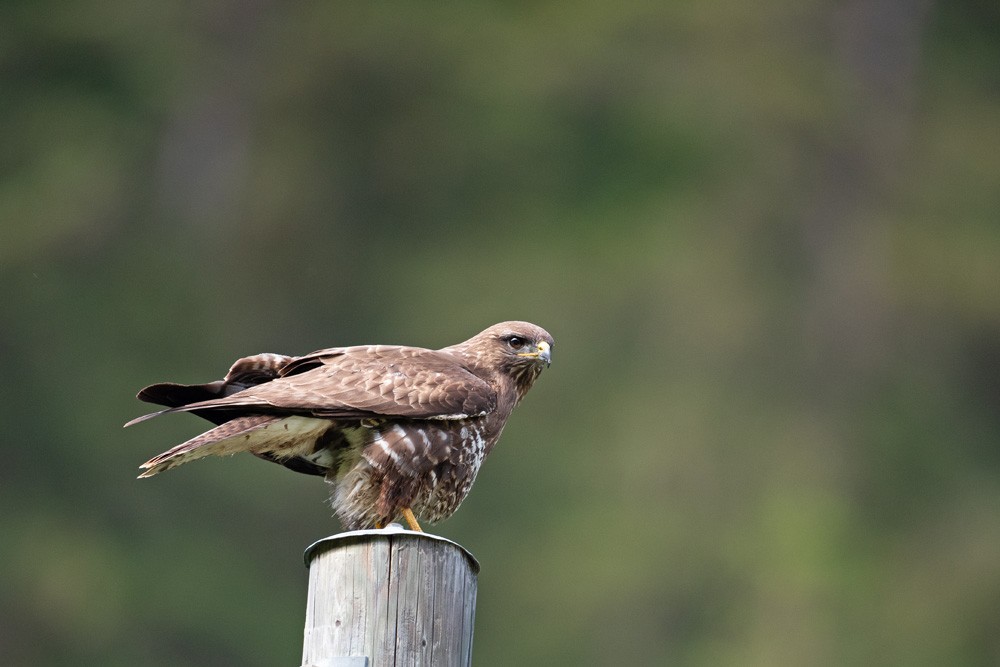 Buzzard