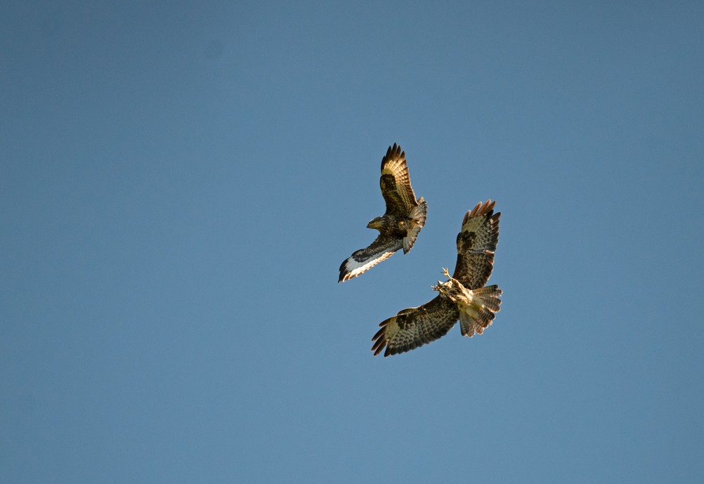 Buzzard