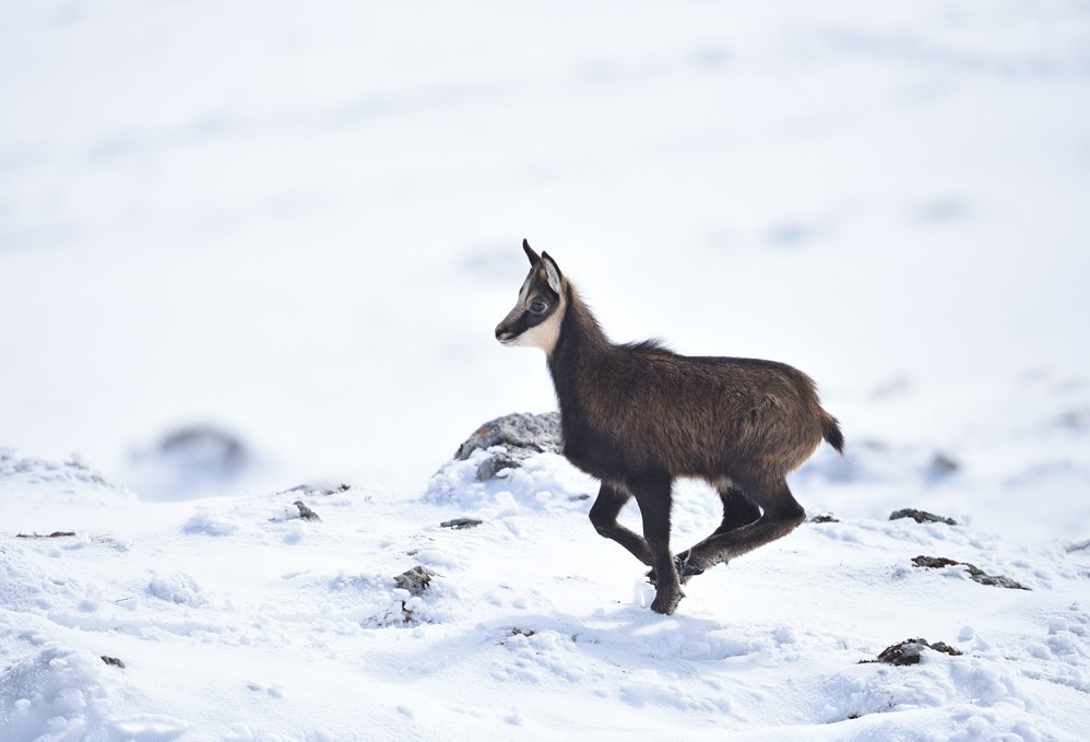 Chamois