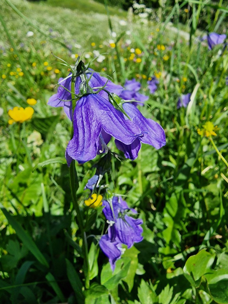 Campanula persicifolia
