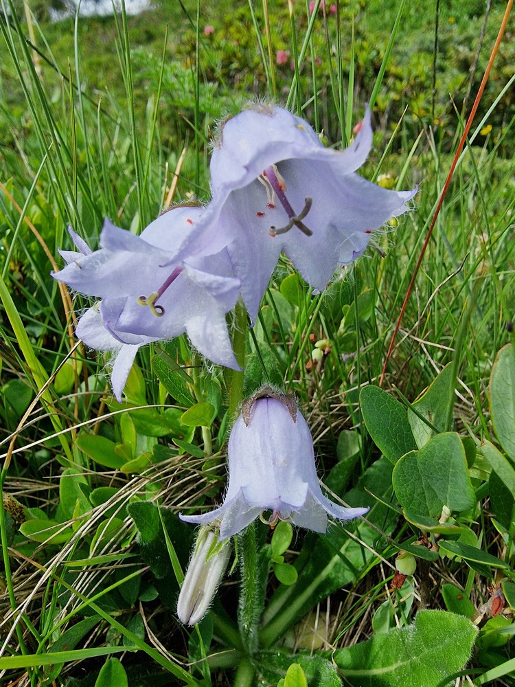 Campanula barbata