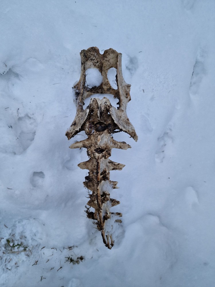 Carcasse de cerf