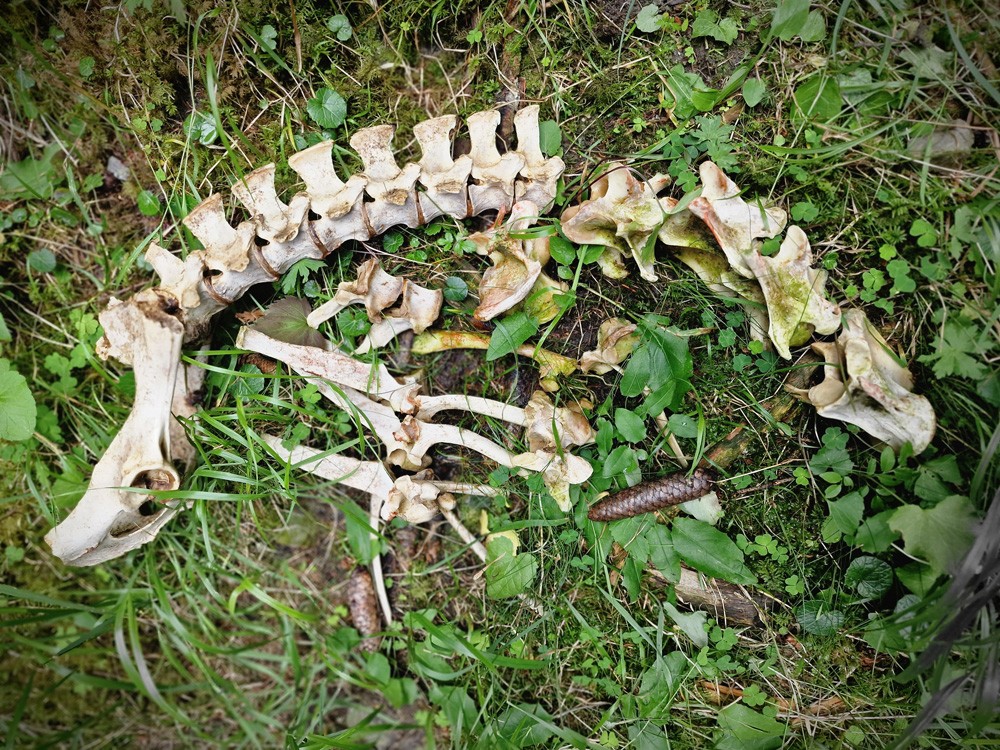 Deer carcass 4