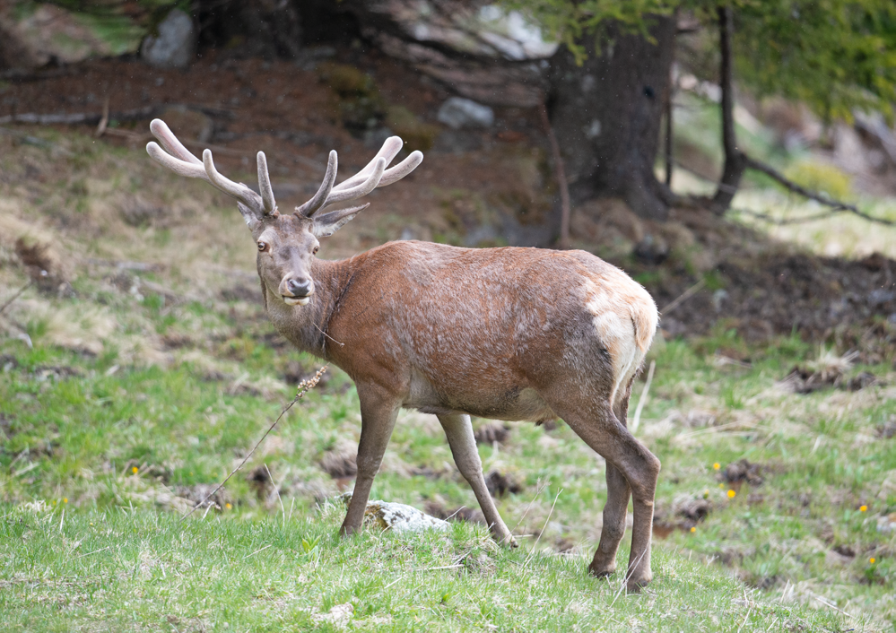Deer