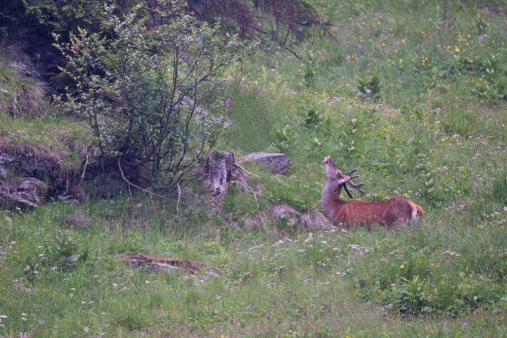 Deer (praying)