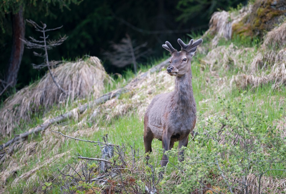 Deer