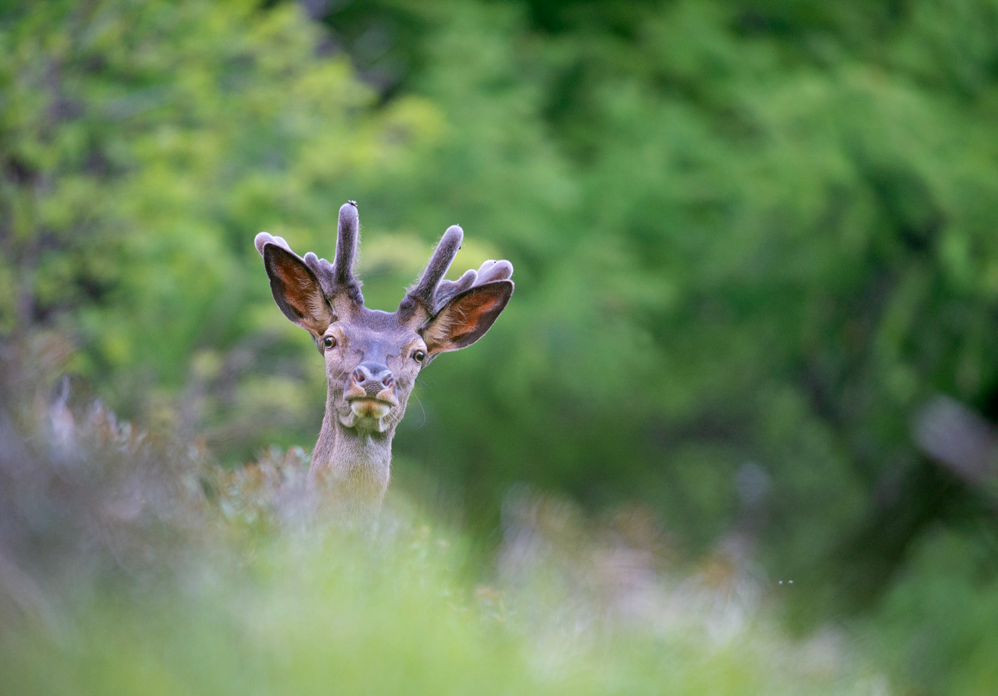 Deer