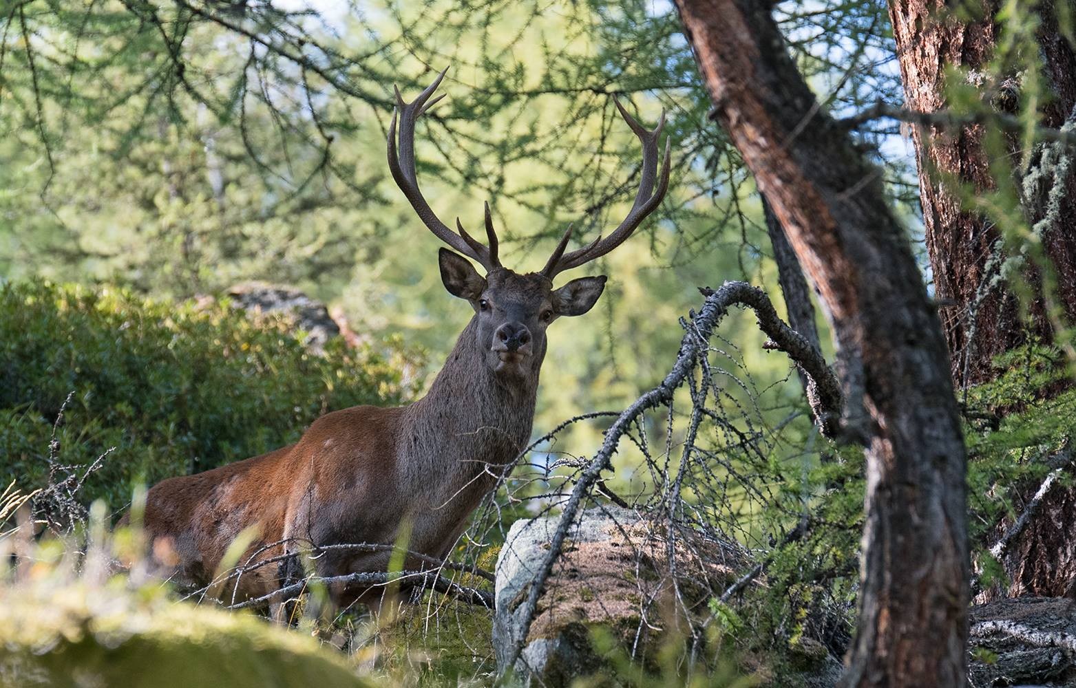 Cerf
