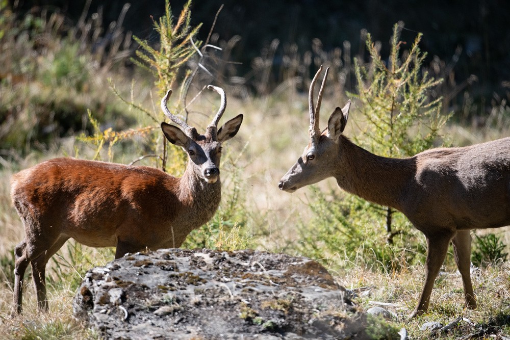 Cerf