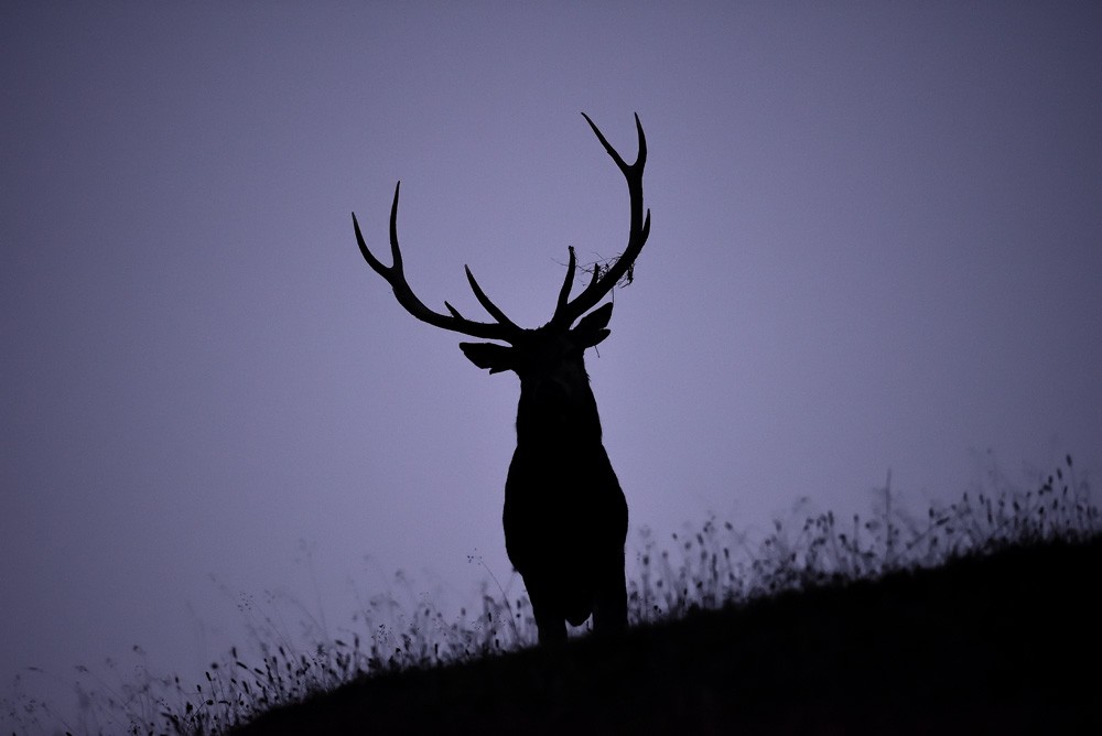 Cerf