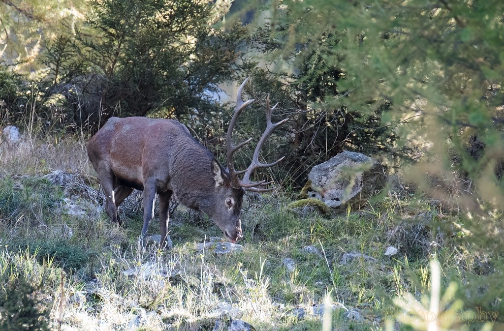 Cerf