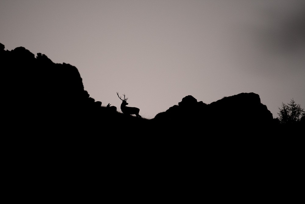 Cerf